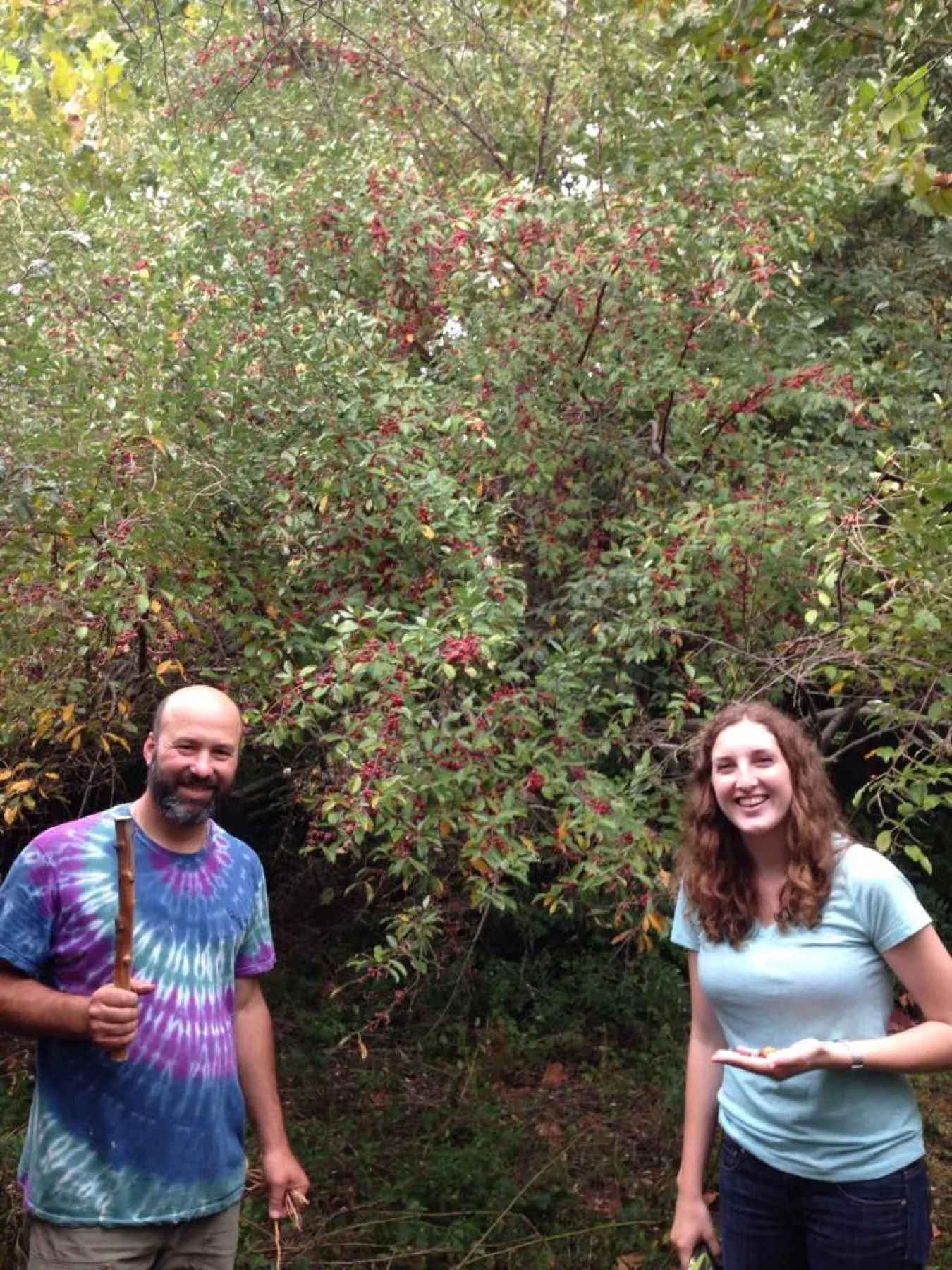 Two people standing beside an autumn olive shrub taller than they are, loaded with fruit.