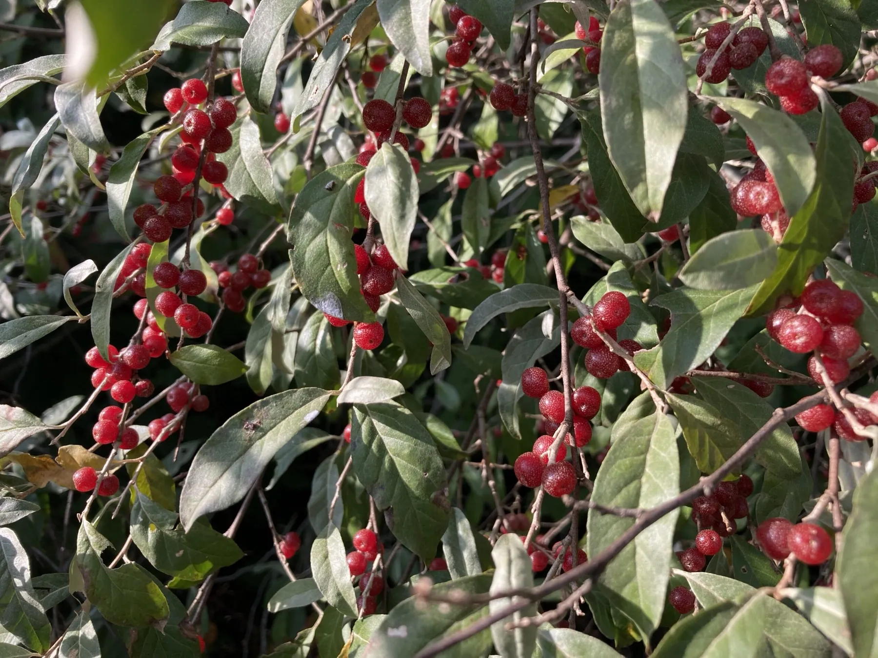 An autumn olive shrub hung with heavy clusters of ripe red berries.