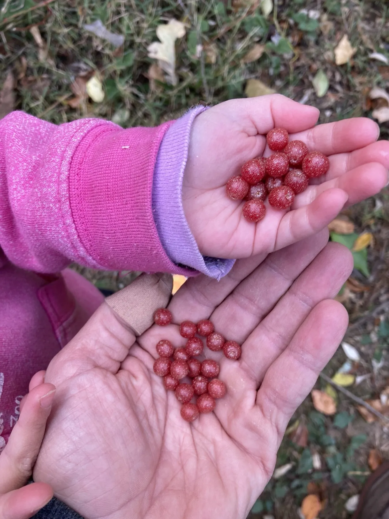 A child's hand in a pink sleeve and an adult's hand, each holding a small pile of autumn berries.